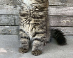Кошки в Перми: Сибирский кошечка Девочка, 40 000 руб. - фото 4