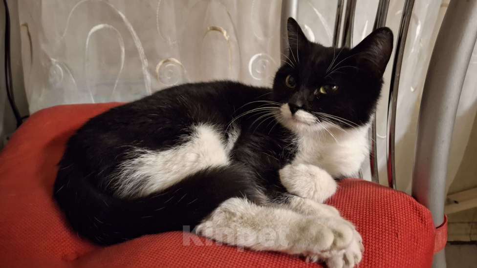 Кошки в Москве: Кошечка котенок  Девочка, Бесплатно - фото 1