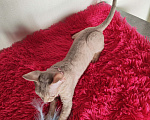 Кошки в Горячем Ключе: Котенок Девон Рекс девочка лиловая табби Девочка, 60 000 руб. - фото 4
