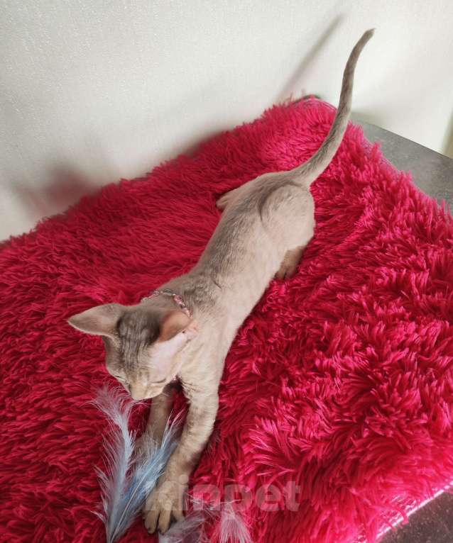 Кошки в Горячем Ключе: Котенок Девон Рекс девочка лиловая табби Девочка, 60 000 руб. - фото 4