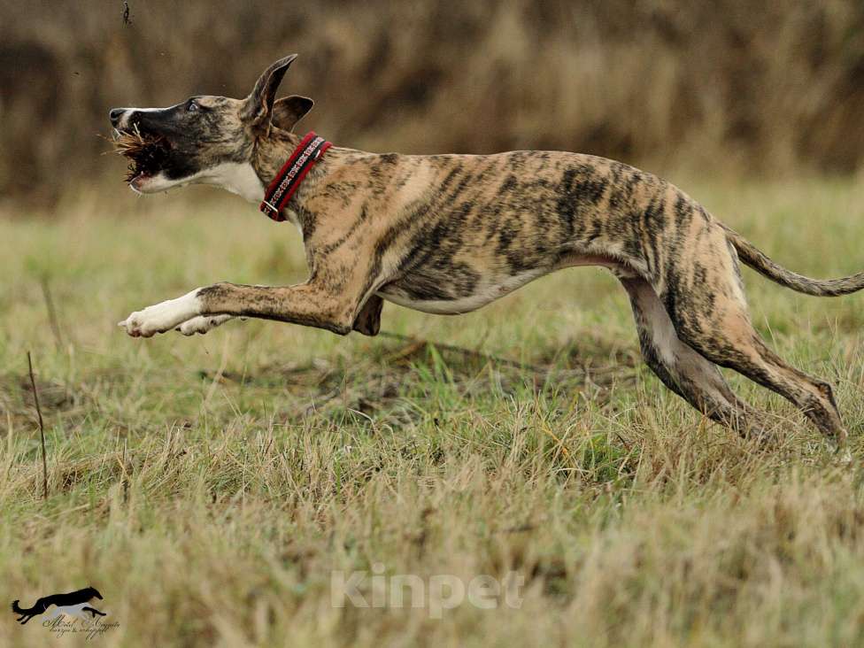 Собаки в Москве: Тигровый уиппет  Мальчик, 130 000 руб. - фото 2