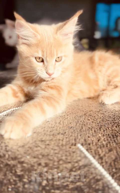 Кошки в Москве: Котята Мейн-кун Девочка, 28 000 руб. - фото 2