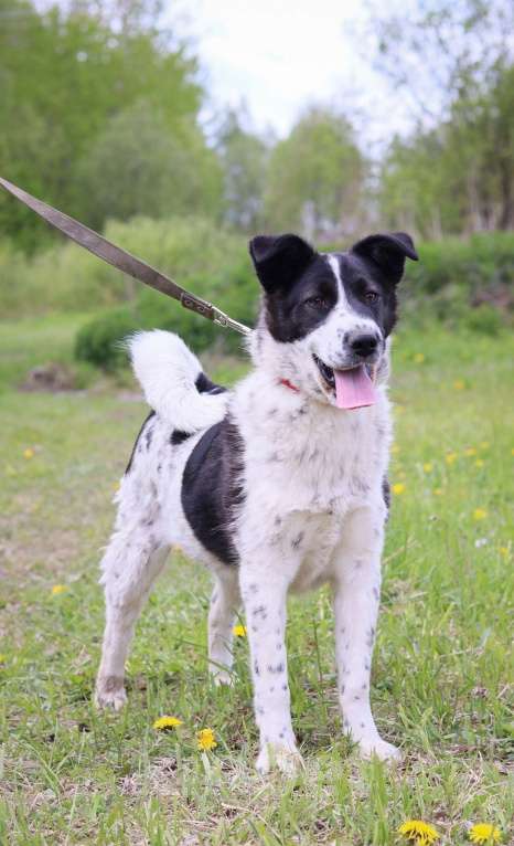 Собаки в Москве: Виви нужен дом  Девочка, Бесплатно - фото 2
