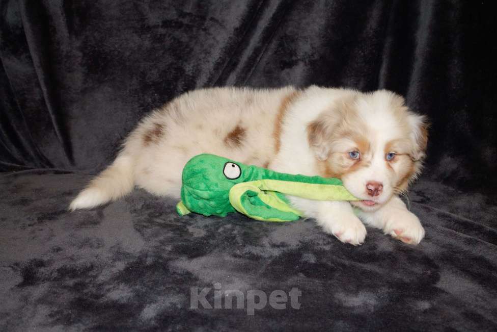 Собаки в других городах Московской области: Австралийская овчарка (аусси) Мальчик, 80 000 руб. - фото 5