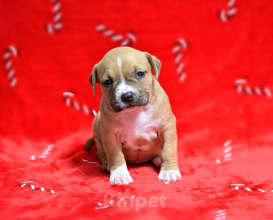 Собаки в Москве: Прекрасная рыжая девочка амстафф Девочка, 60 000 руб. - фото 1