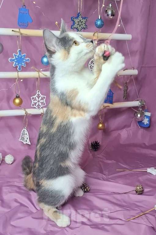 Кошки в Москве: Котёнок трехцветого окраса в добрые руки  Девочка, Бесплатно - фото 5