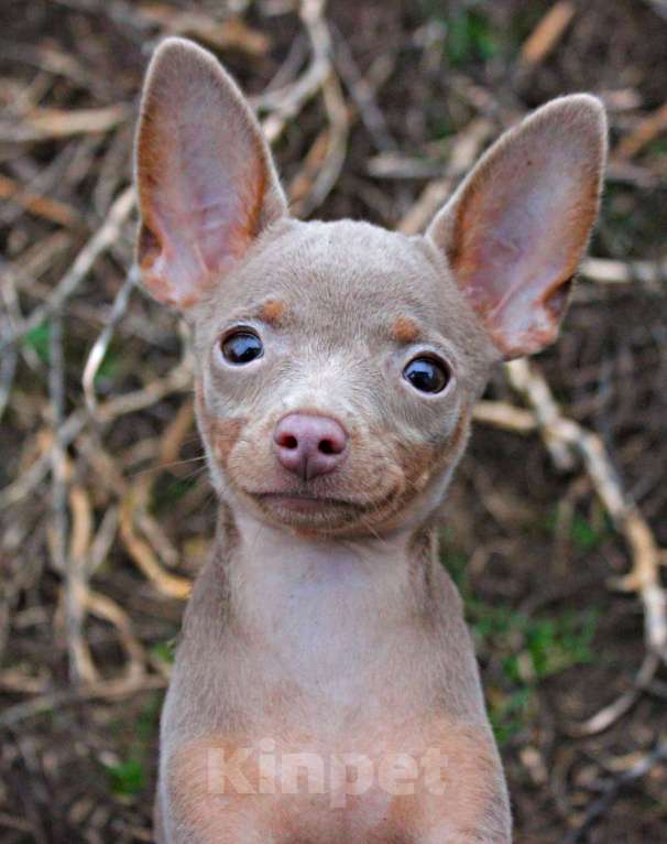 Собаки в Волгограде: Лиловая красавица Девочка, 60 000 руб. - фото 2