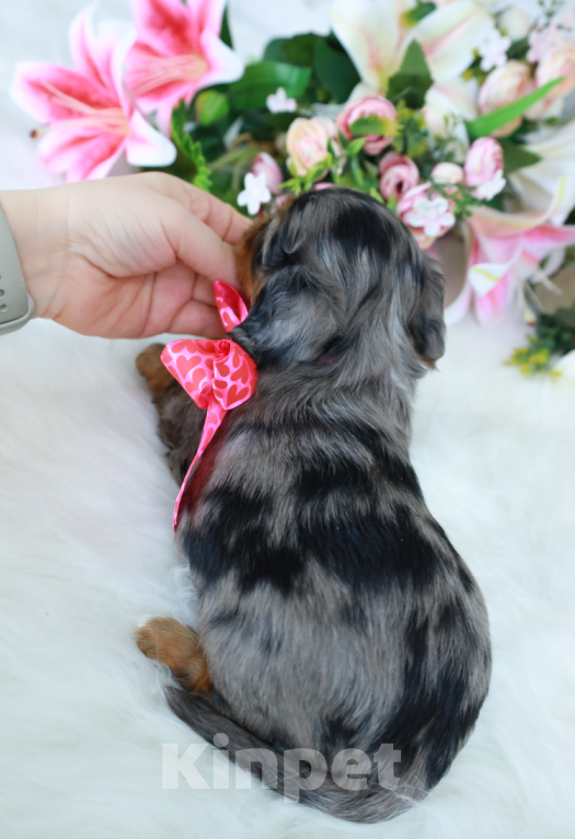 Собаки в Москве: ✨❤️Доступна для бронирования малышка кавалер кинг чарльз спаниеля — уникальный мраморный окрас!✨❤️ Девочка, Бесплатно - фото 2