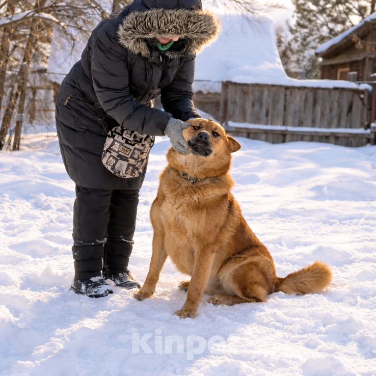 Собаки в Москве: Брутальный красавец Рич ищет хозяев! Мальчик, Бесплатно - фото 8