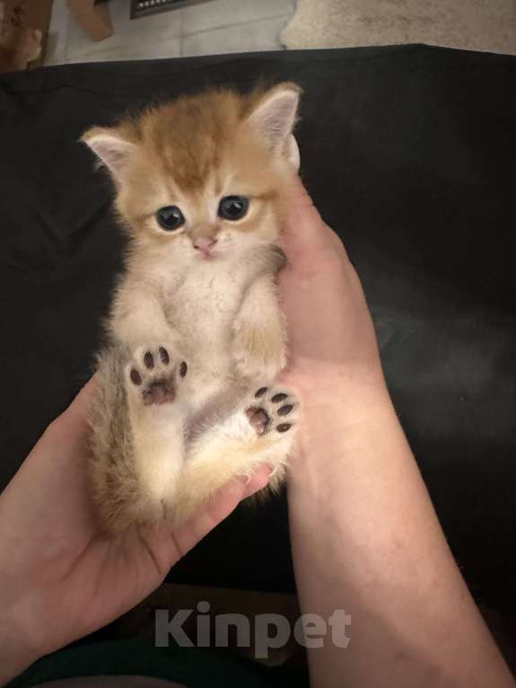 Кошки в других городах Московской области: Новогодние британские котята Мальчик, 50 000 руб. - фото 1