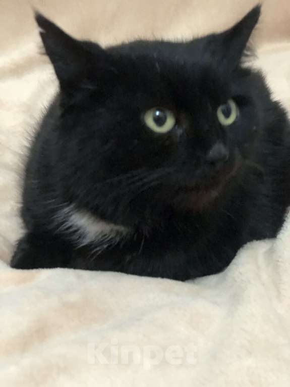 Кошки в Краснодаре: Кошка в добрые руки Девочка, Бесплатно - фото 3