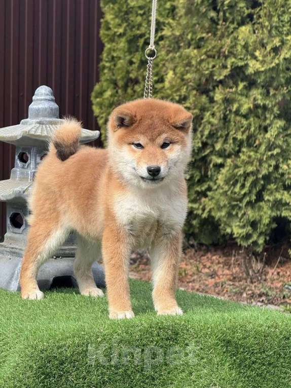 Собаки в Санкт-Петербурге: Сиба-ину мальчик щенок Мальчик, 50 000 руб. - фото 1