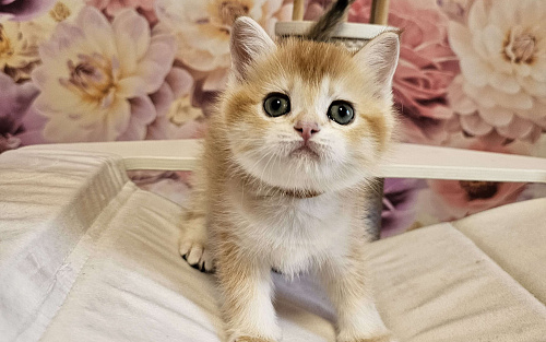Шотландский прямоухий котенок