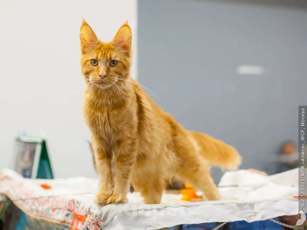 Кошки в Москве: Яркая звездочка Девочка, 30 000 руб. - фото 2