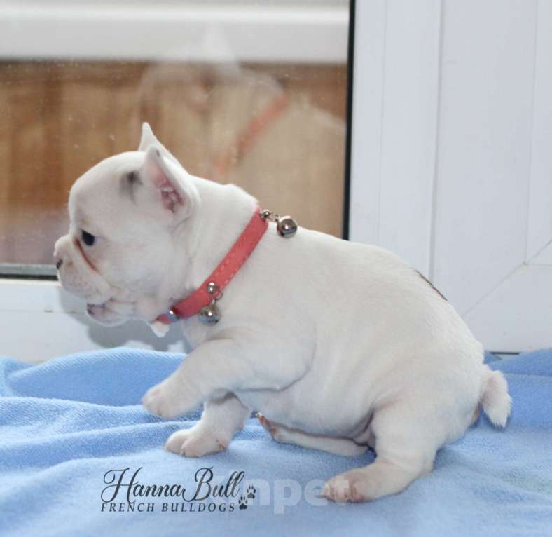 Собаки в Москве: Белая девочка французский бульдог в палевой шапочке Девочка, 70 000 руб. - фото 6