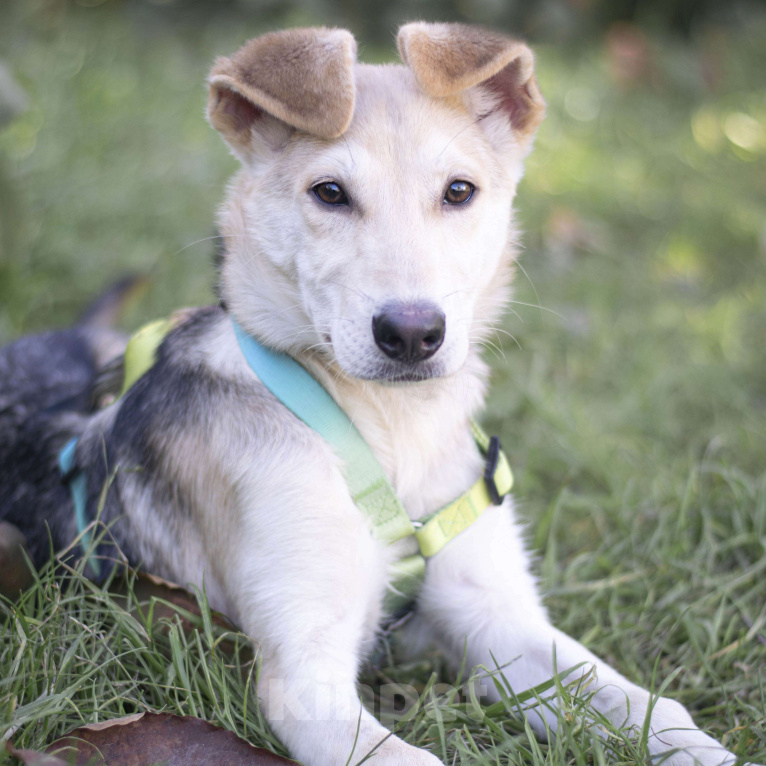 Собаки в Москве: Манго Девочка, Бесплатно - фото 3