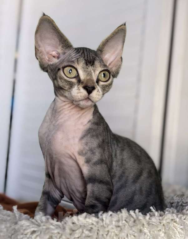 Кошки в Москве: Красавчик мурчалкин умнейший мальчик Мальчик, 50 000 руб. - фото 5