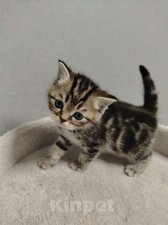 Кошки в Москве: Шотландская прямоухая девочка Девочка, 20 000 руб. - фото 8