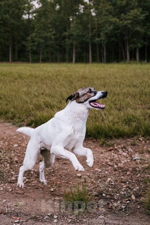 Собаки в Москве: Пес Тиба ищет дом! Мальчик, Бесплатно - фото 4