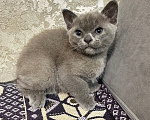 Кошки в Симферополе: Котенок европейской бурмы Девочка, 50 000 руб. - фото 3