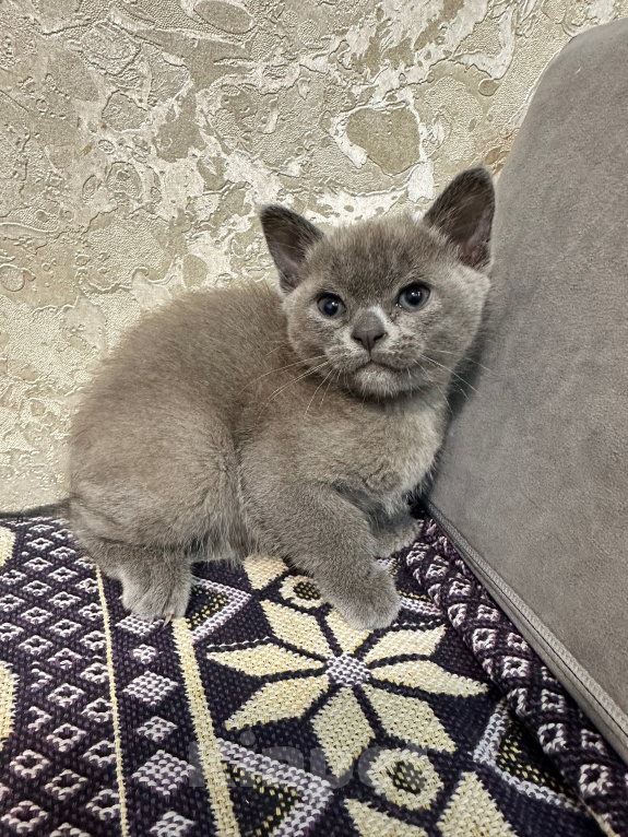Кошки в Симферополе: Котенок европейской бурмы Девочка, 50 000 руб. - фото 3
