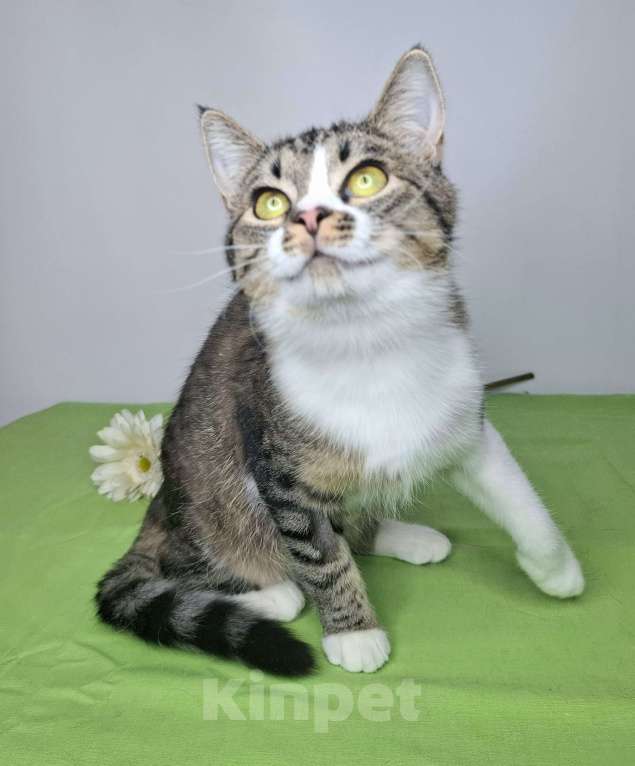 Кошки в Москве: Мимоза будет на выставке-пристройстве в Москве Девочка, Бесплатно - фото 6