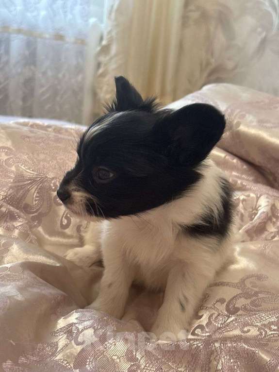 Собаки в других городах Московской области: Щенок девочка папильон Papillon  Девочка, 65 000 руб. - фото 5