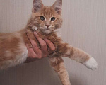 Кошки в Москве: Котенок из питомника Sunbeam Treasure Мальчик, 90 000 руб. - фото 6