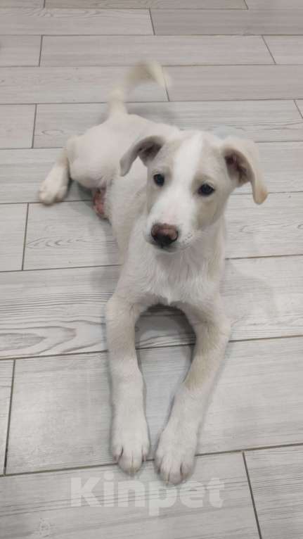 Собаки в Лебедяни: Бордер колли (Рич) Мальчик, 5 000 руб. - фото 1