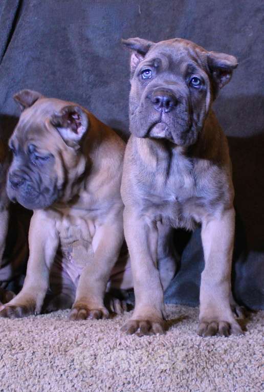 Собаки в Омске: Верные друзья Мальчик, 70 000 руб. - фото 3