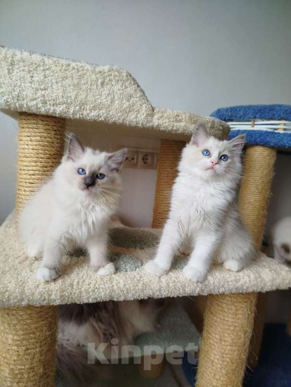 Кошки в Москве: Котенок рэгдолл Мальчик, 50 000 руб. - фото 3