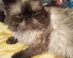Кошки в Стерлитамаке: Кот перс для вязки, 2 500 руб. - фото 1