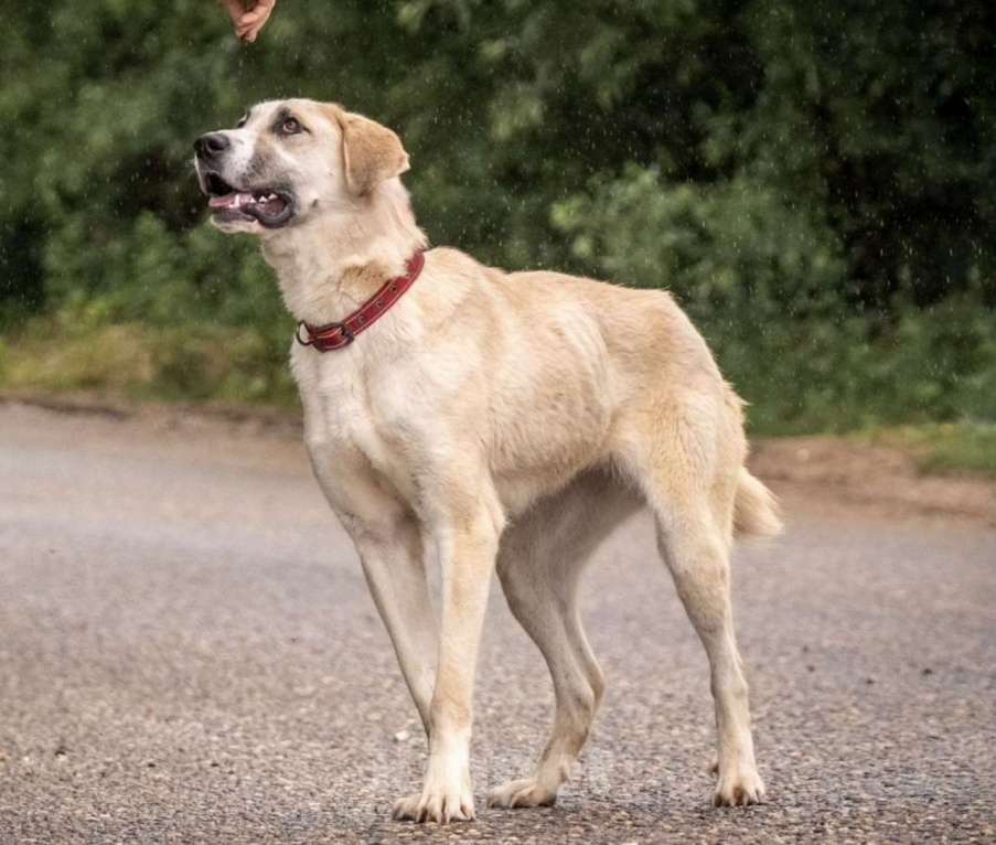 Собаки в других городах Владимирской области: Помесь алабая Сарбона в добрые руки Девочка, Бесплатно - фото 2