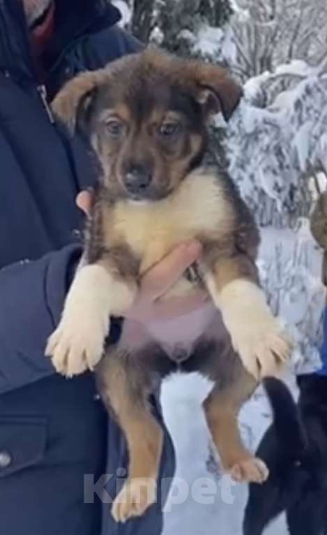 Собаки в Красногорске: Щенок Сальса 1,5 месяца ждет свою семью  Девочка, Бесплатно - фото 2