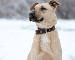 Собаки в Электростали: Джесси - очаровательная егоза в дар Девочка, Бесплатно - фото 7