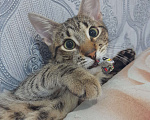 Кошки в Санкт-Петербурге: Ласковый котик ищет новый дом  Мальчик, Бесплатно - фото 3