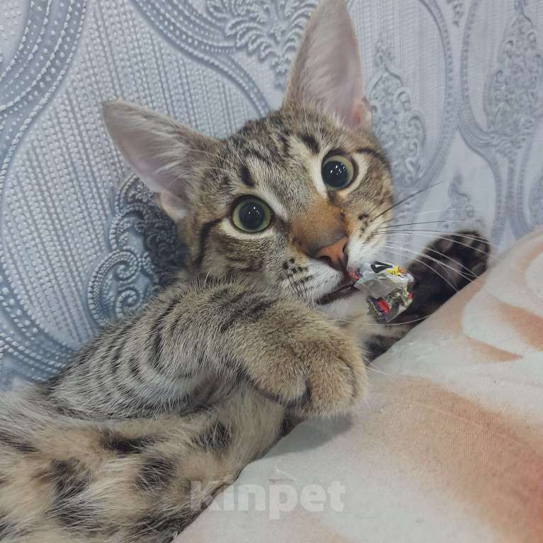 Кошки в Санкт-Петербурге: Ласковый котик ищет новый дом  Мальчик, Бесплатно - фото 3