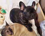 Собаки в Ижевске: Продам щенков французского бульдога Мальчик, 35 000 руб. - фото 2