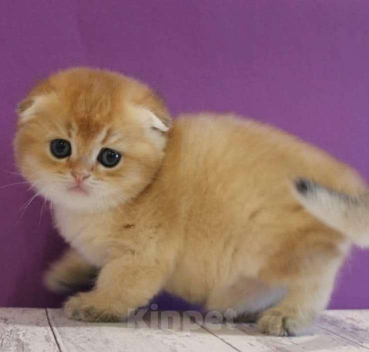 Кошки в Москве: Шотландские котята Мальчик, 35 000 руб. - фото 7