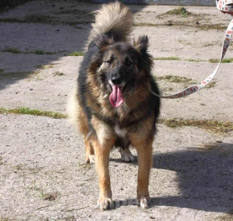 Собаки в Москве: Небольшая, ласковая, пушистенькая Люся очень ждет тебя- родной человек! Девочка, Бесплатно - фото 10