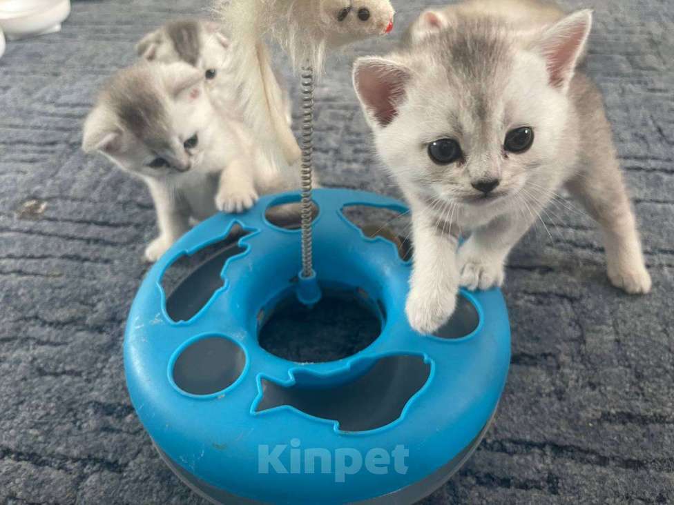 Кошки в других городах Московской области: Серебристая шиншилла скоттиш-страйт мальчик 2 Мальчик, 15 000 руб. - фото 7