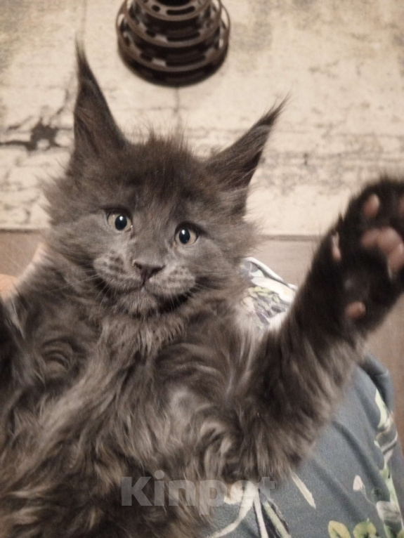 Кошки в Красноярске: Движ family pride Мальчик, 90 000 руб. - фото 2