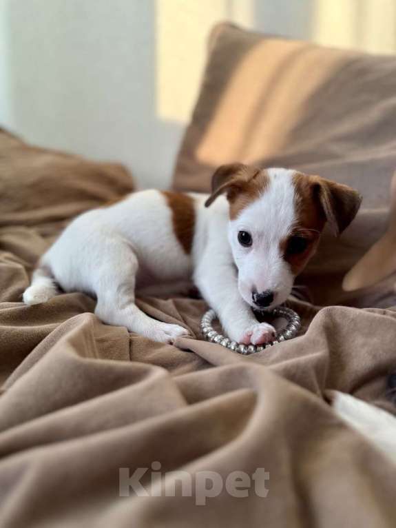 Собаки в Москве: Щенок Джек Рассел терьер от титулованных родителей  Девочка, 28 000 руб. - фото 7