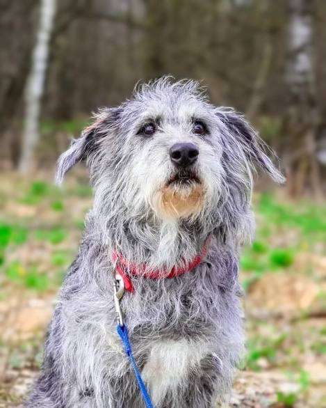 Собаки в Москве: Храбрая Мегги в дар Девочка, Бесплатно - фото 5