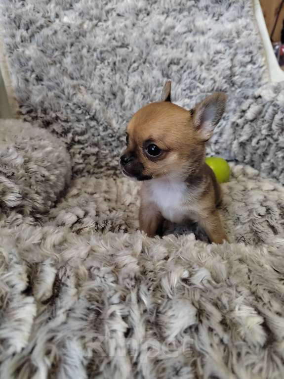 Собаки в Зеленограде: Чихуахуа мини девочка Девочка, 40 000 руб. - фото 4