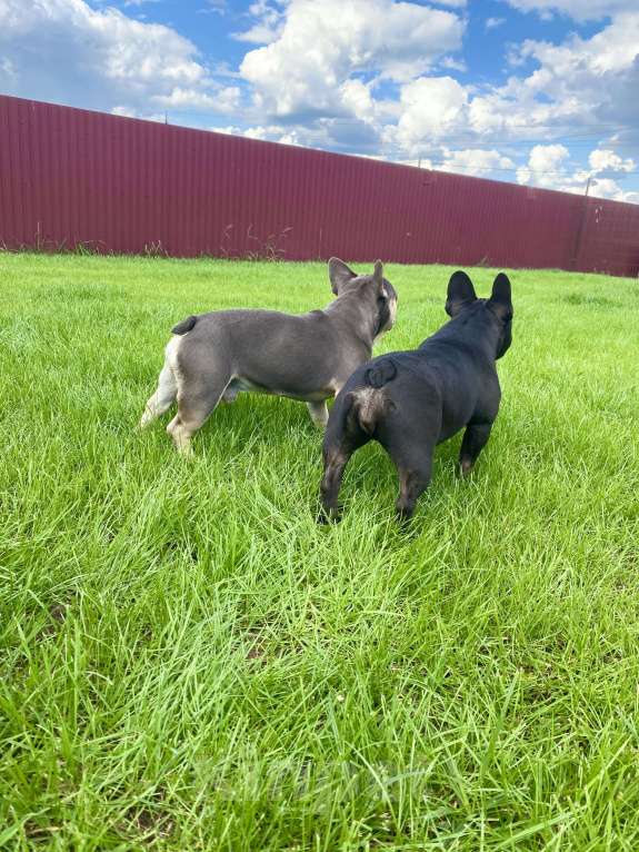 Собаки в Москве: Кобель французского бульдога в окрасе голубой тан Мальчик, 35 000 руб. - фото 2