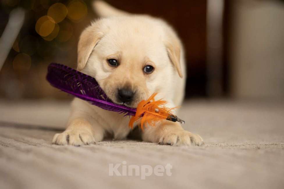 Собаки в Санкт-Петербурге: IRISLAV CREATIVE Мальчик, 140 000 руб. - фото 5