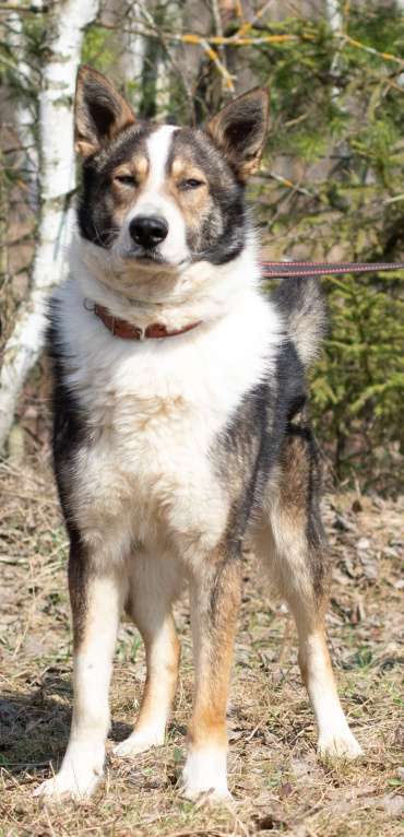 Собаки в Москве: Теодор. Лучший друг ждет в приюте Мальчик, 1 руб. - фото 3