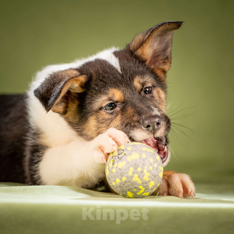 Собаки в Клине: Кокос - ласковый щенок Мальчик, Бесплатно - фото 4