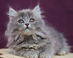 Кошки в Барнауле: Котик Юкотан💙 Мальчик, Бесплатно - фото 1